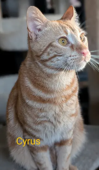 Cyrus