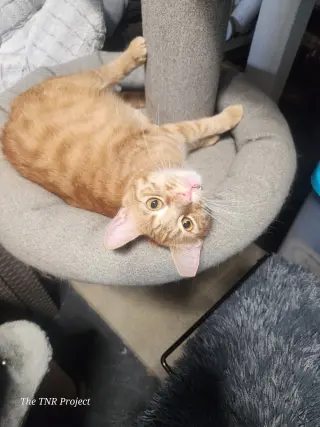 Cyrus