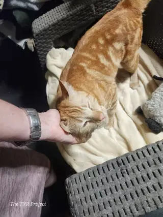Cyrus
