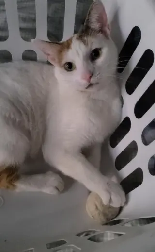Chanel - FIV+
