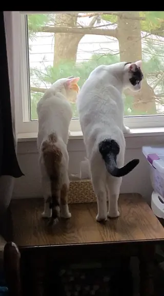 Chanel - FIV+