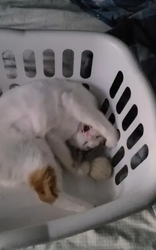 Chanel - FIV+