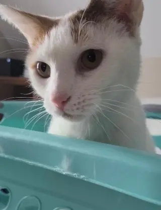 Chanel - FIV+