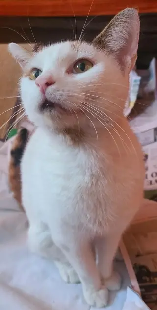 Chanel - FIV+