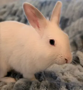 Nyxy