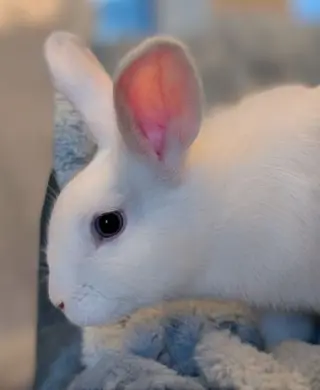 Nyxy