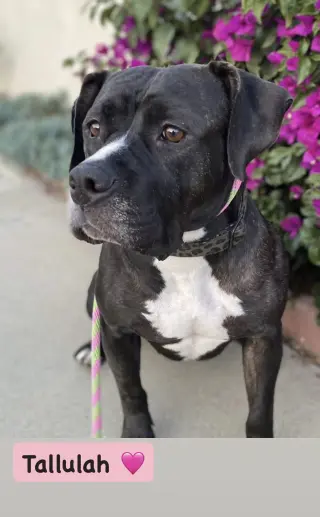 Tallulah