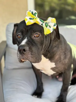 Tallulah