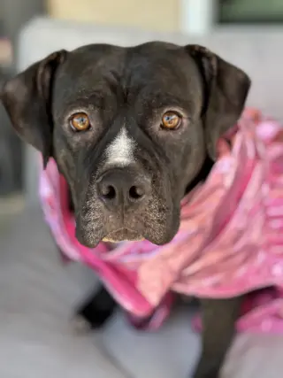 Tallulah