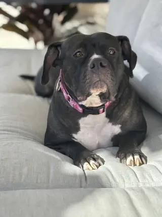 Tallulah