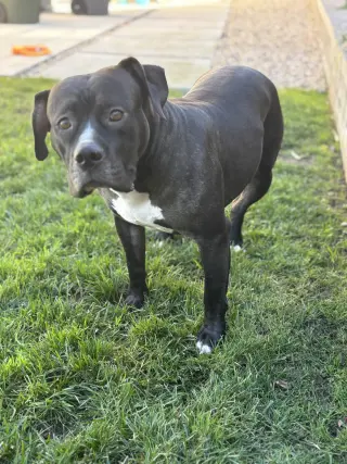 Tallulah