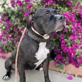 Tallulah