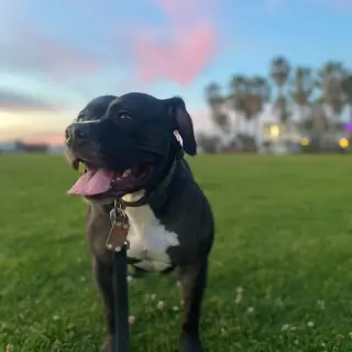 Tallulah