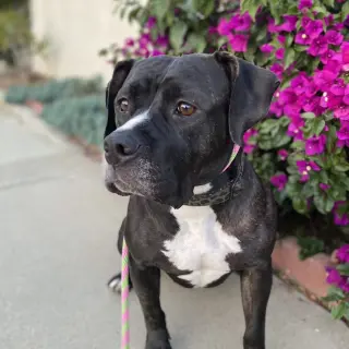 Tallulah