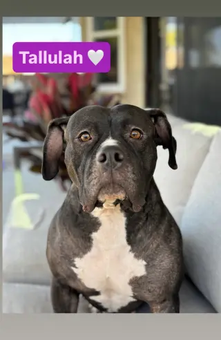 Tallulah