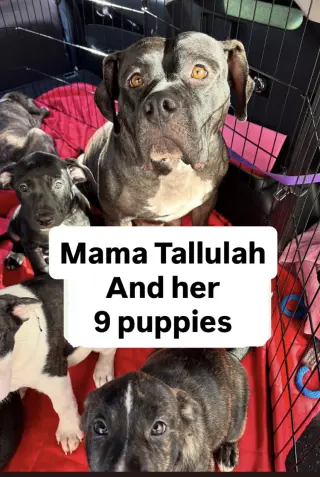 Tallulah