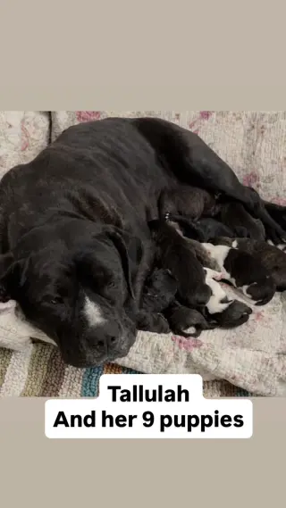 Tallulah