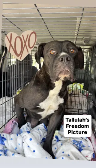 Tallulah