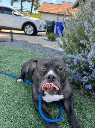 Tallulah