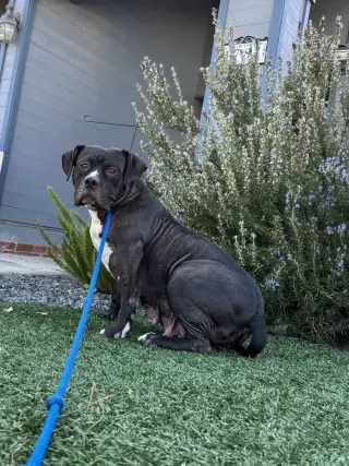 Tallulah