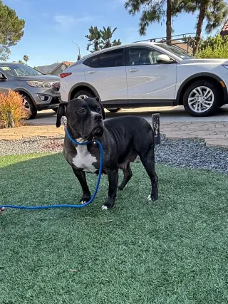 Tallulah