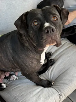 Tallulah
