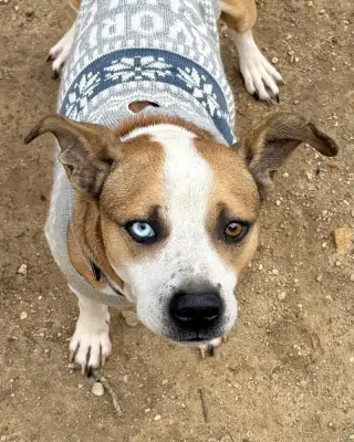Zeus (from GA)