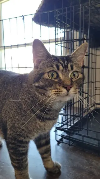 Mushu XL