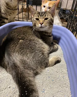Mushu XL