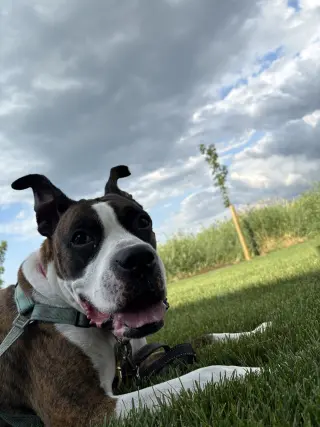 Drax
