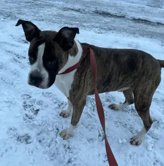 Drax