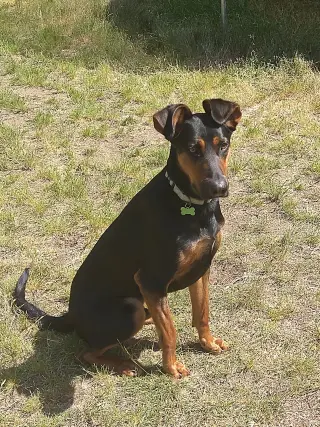 Alfalfa