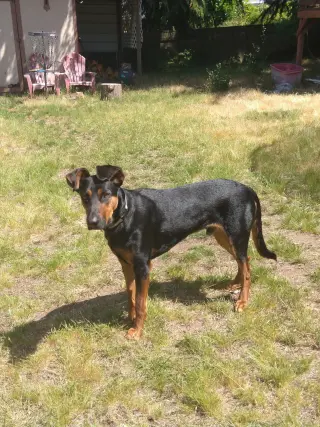Alfalfa