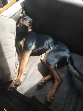 Alfalfa