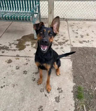Alfalfa