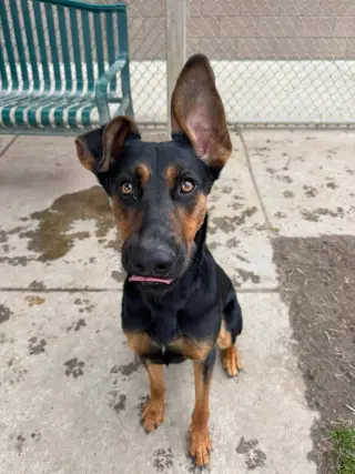 Alfalfa