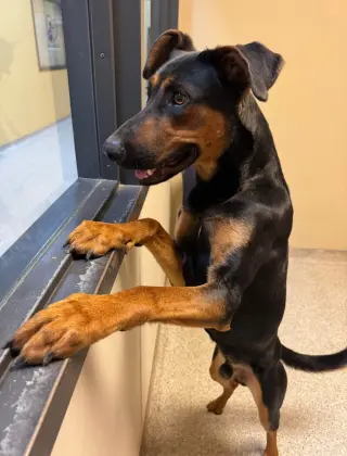 Alfalfa