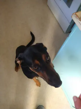 Alfalfa