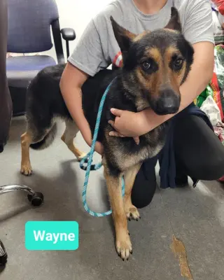 Wayne-Sponsored