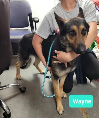 Wayne-Sponsored