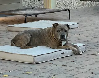 Rosie