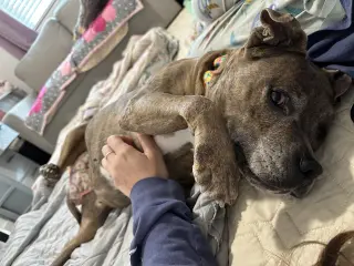Rosie