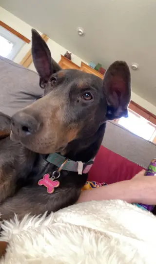 Maggie Adoption Pending!