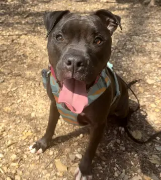 Magnolia (Maggie)