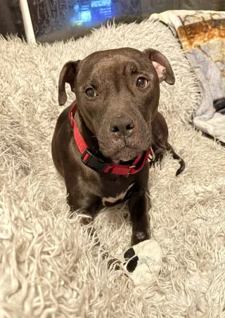 Magnolia (Maggie)