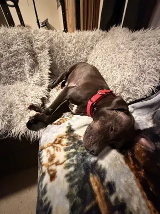 Magnolia (Maggie)