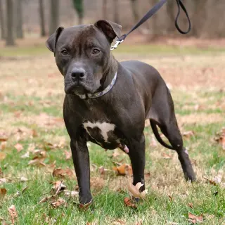 Magnolia (Maggie)