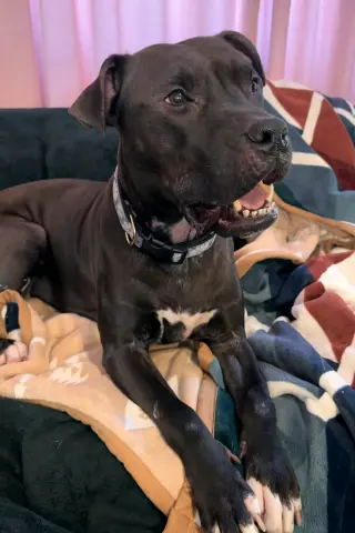 Magnolia (Maggie)