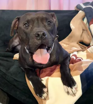Magnolia (Maggie)
