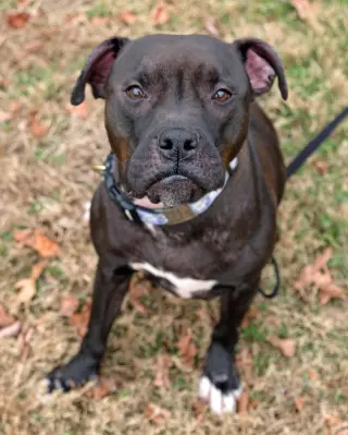 Magnolia (Maggie)